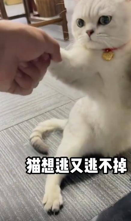 为什么老人养猫比年轻人养猫更乖更听话呢？ - 知乎