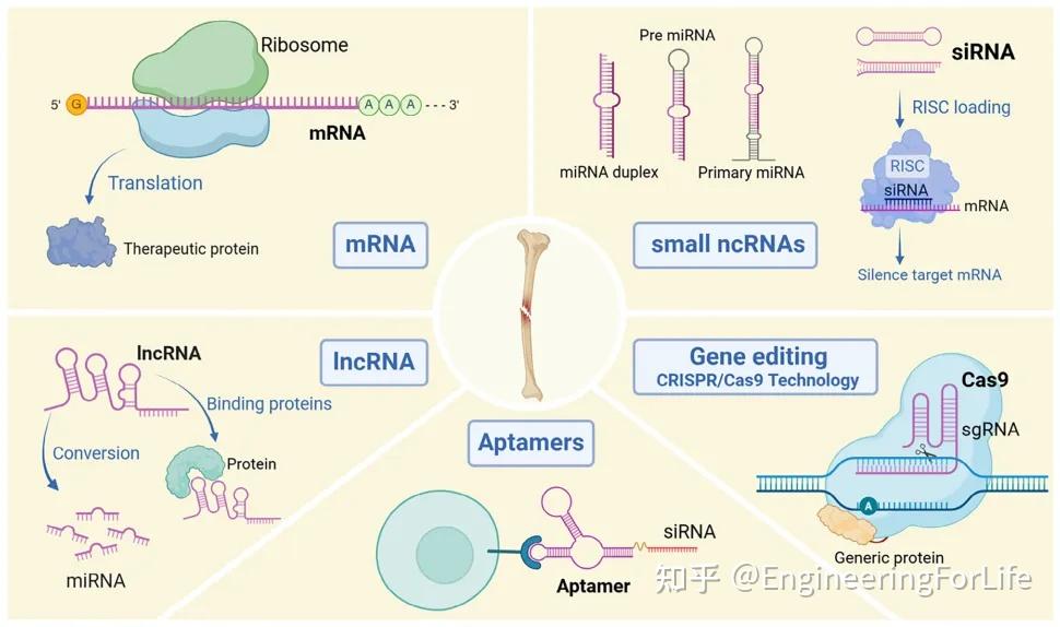 苏州大学《AFM》综述：促进骨愈合的RNA治疗技术 - 知乎