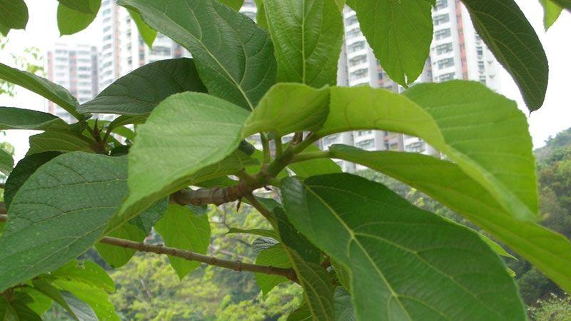 广泛用于民族药的牛奶树——对叶榕 - 知乎
