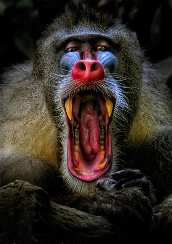 大马猴照片真实图片