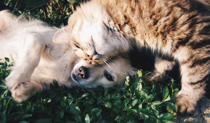 猫狗双全 需要如何喂养 - 知乎