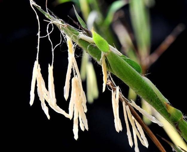 老话说"竹子开花,马上搬家",竹子开花为什么要搬家? - 知乎