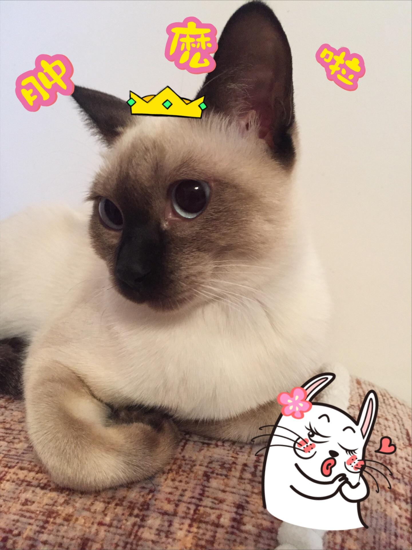 怎么拥有一只粘人的鹦鹉 v2-a323808532728af4a397472b110da499_r.jpg