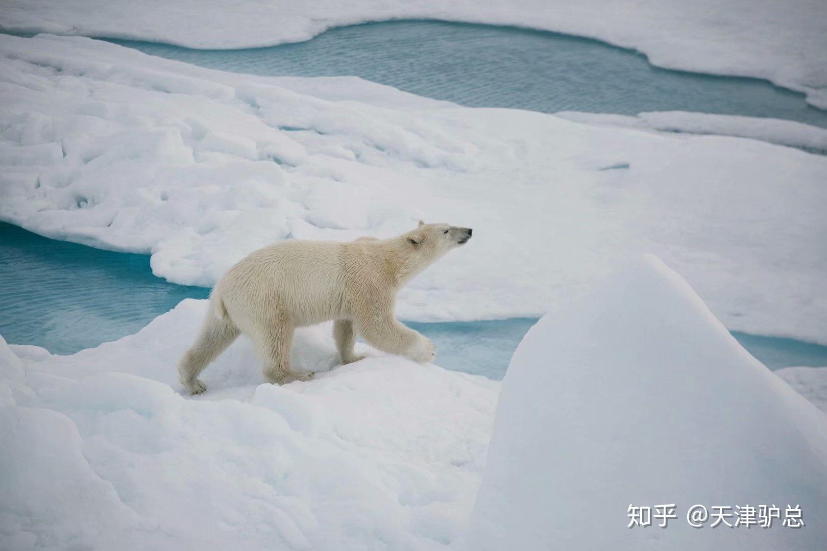 北极点观北极熊北极17