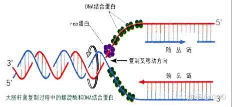 dna复制时复制泡是如何从复制起点向两端形成的