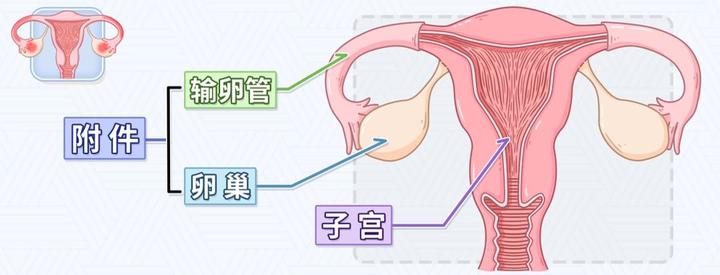 女性一侧或两侧腹部疼痛无力,警惕子宫附件炎!