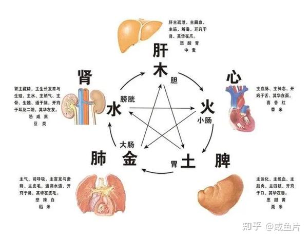 中医养生入门:肝在人体中有哪些重要的功能 - 知乎