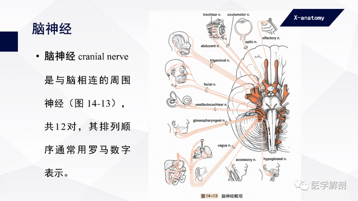 【人体解剖学】颅神经解剖专栏 - 知乎