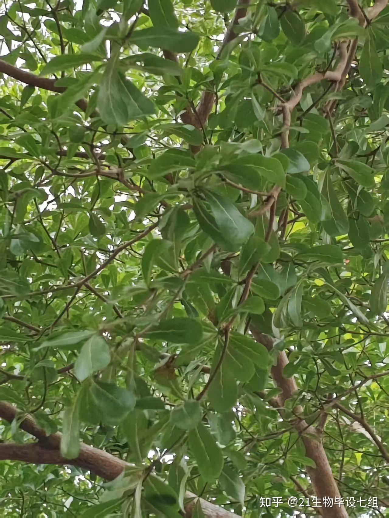小叶榄仁(Terminalia neotaliala) - 知乎