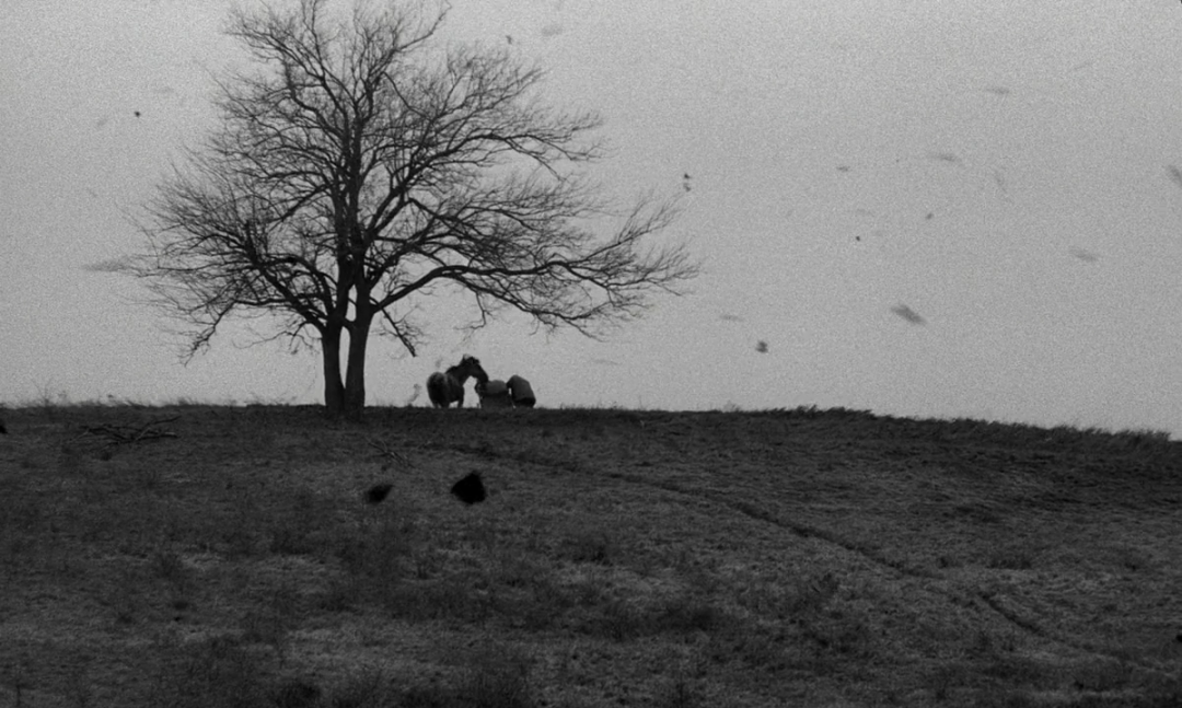 如何解读都灵之马