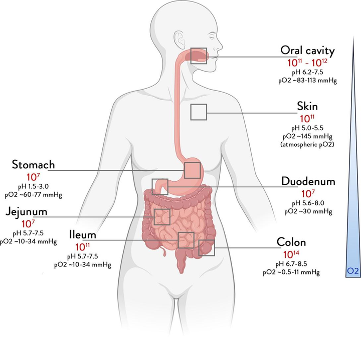 Gut（IF=31.793）重磅综述|肠道微生物组如何影响宿主健康- 知乎