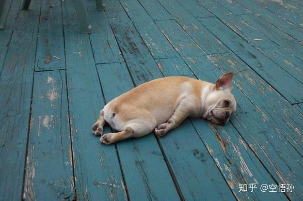 英语词汇篇 - 累得跟狗一样 - 知乎