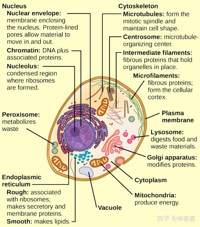 topic-1-2-ultrastructure-of-cells
