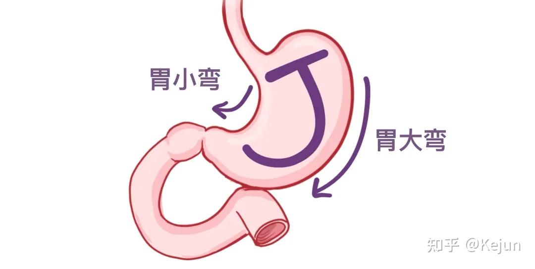 人体解剖学基础——腹部内脏篇(食道和胃) - 知乎