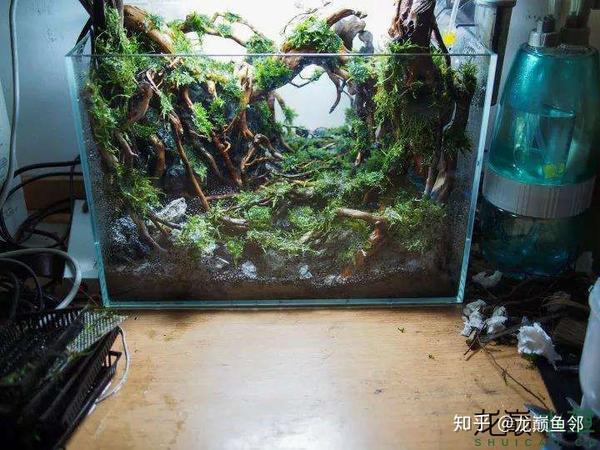 復旦大學遊戲迷用草缸完美還原遊戲場景龍巔魚鄰