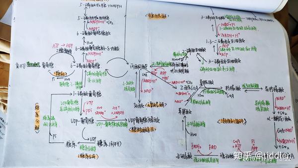 糖代谢思维导图手写图片