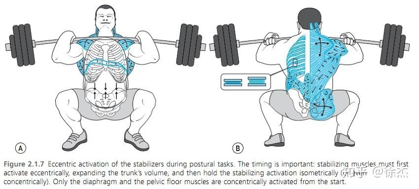 有哪些被大众忽视但值得去认真锻炼的身体部位肌肉