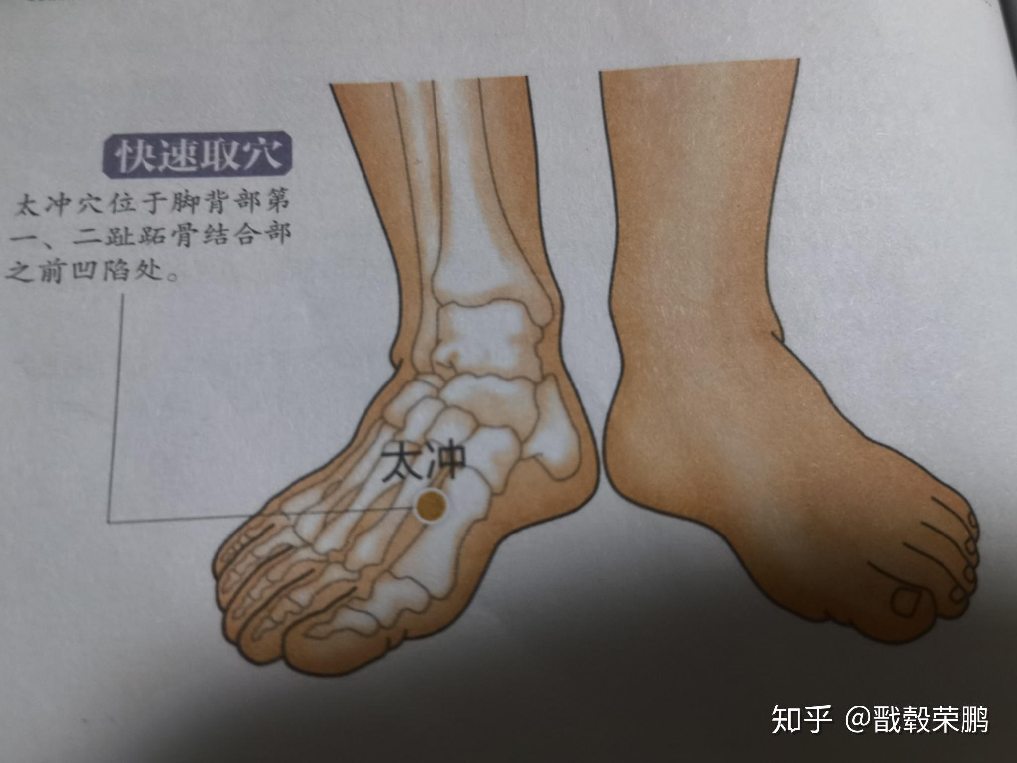 太冲的准确定位_太冲的准确位置定位视频_太冲穴位位置图