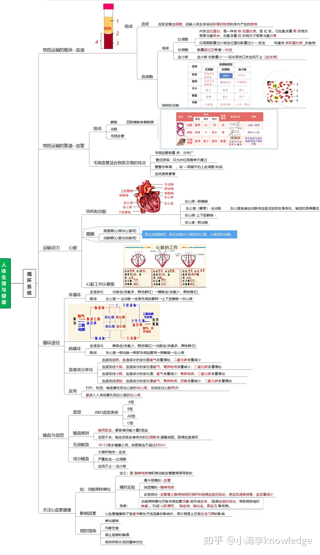 人体内的运输思维导图图片