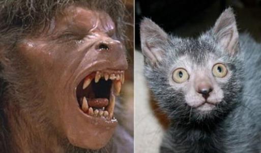 你知道狼猫吗 今天带你见识见识 普通人难以 吸 动的狼猫 知乎