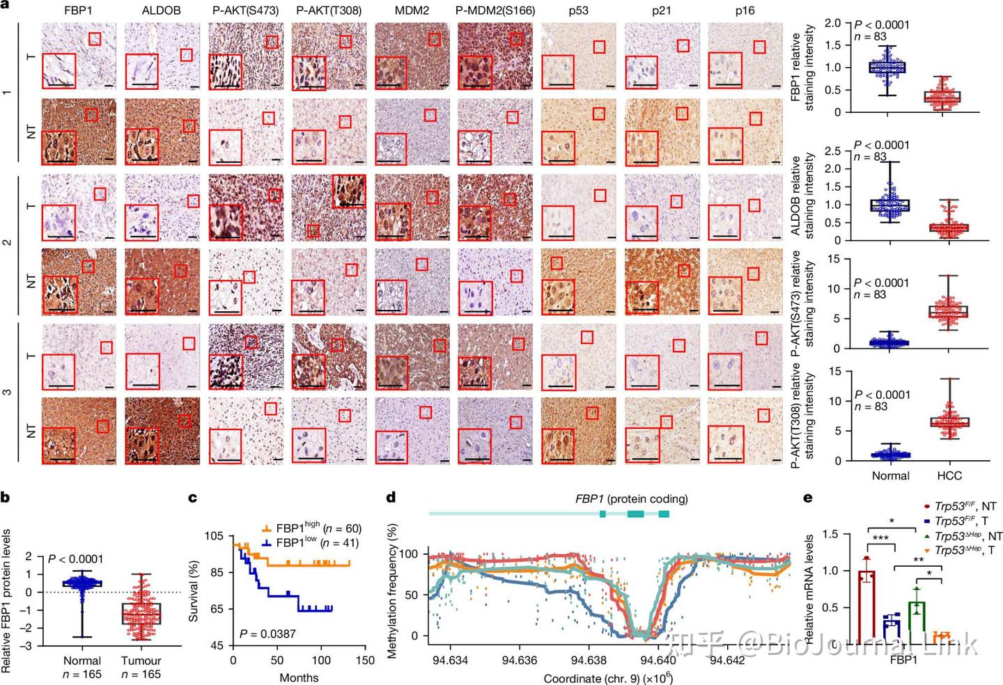 Fbp1 分子生物 | Nature | FBP1 控制肝癌从衰老的 MASH 肝细胞进化 - 知乎