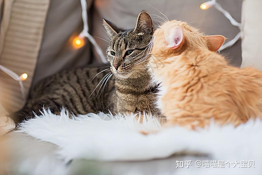养“公猫”与“母猫”的区别，过来人告诉你，很真实 - 知乎