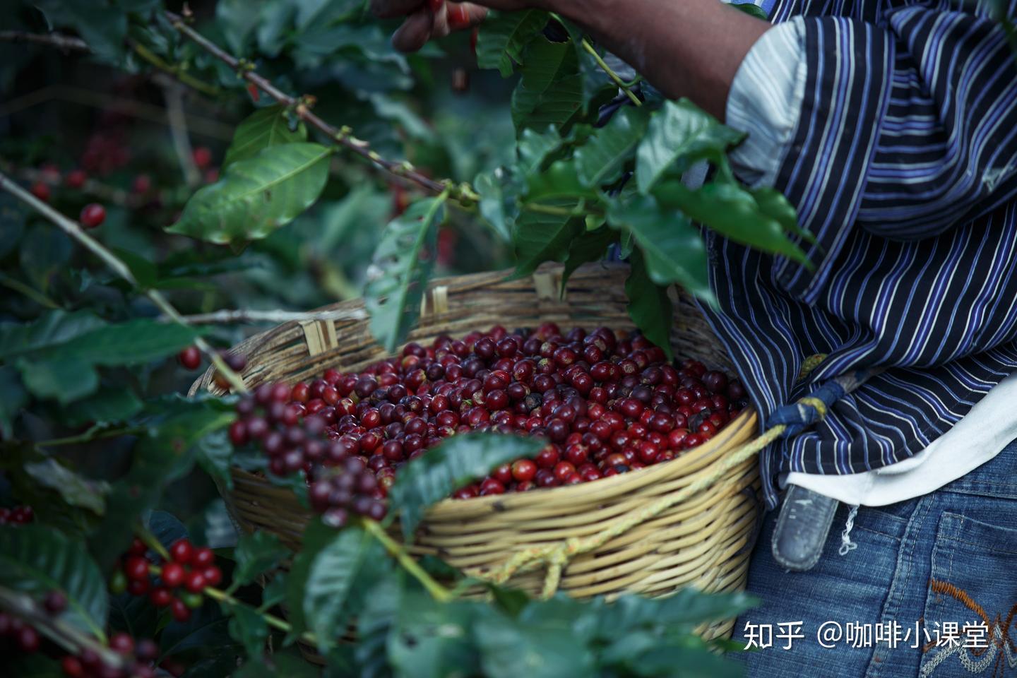 什么样的咖啡豆，才是好的咖啡豆？ - 知乎