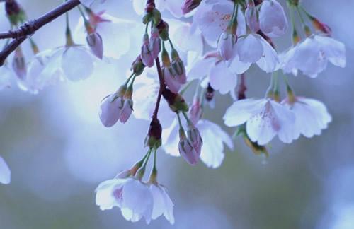 日语里有哪些很美的词?