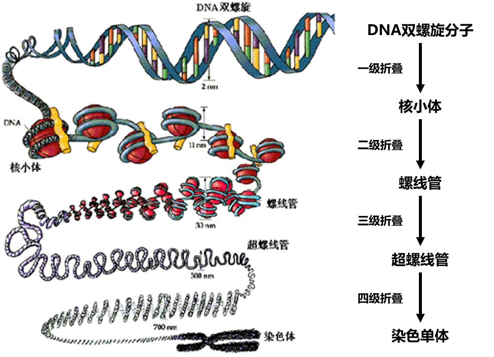 科普讲堂 atac-seq:染色质开放性测序技术