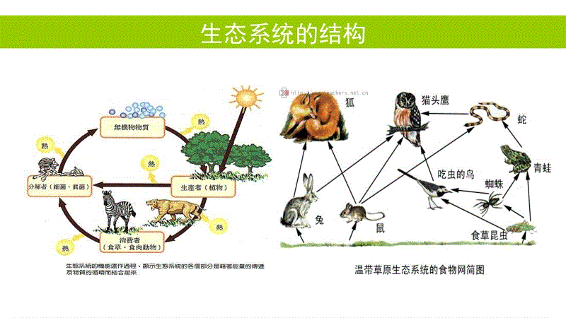 ②生态系统的营养结构:生态系统各组成成分之间建立起来的营养关系,就