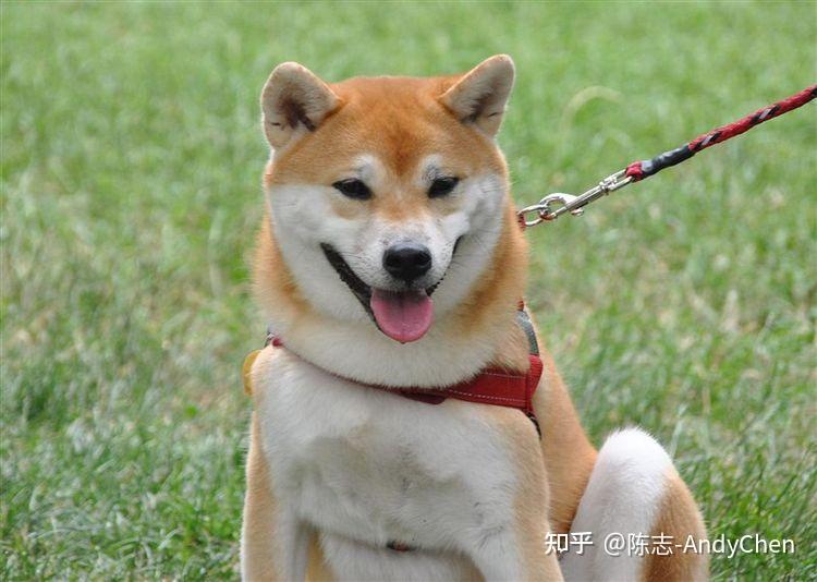 柴犬標準身高體重詳解不要再被無良商家騙了