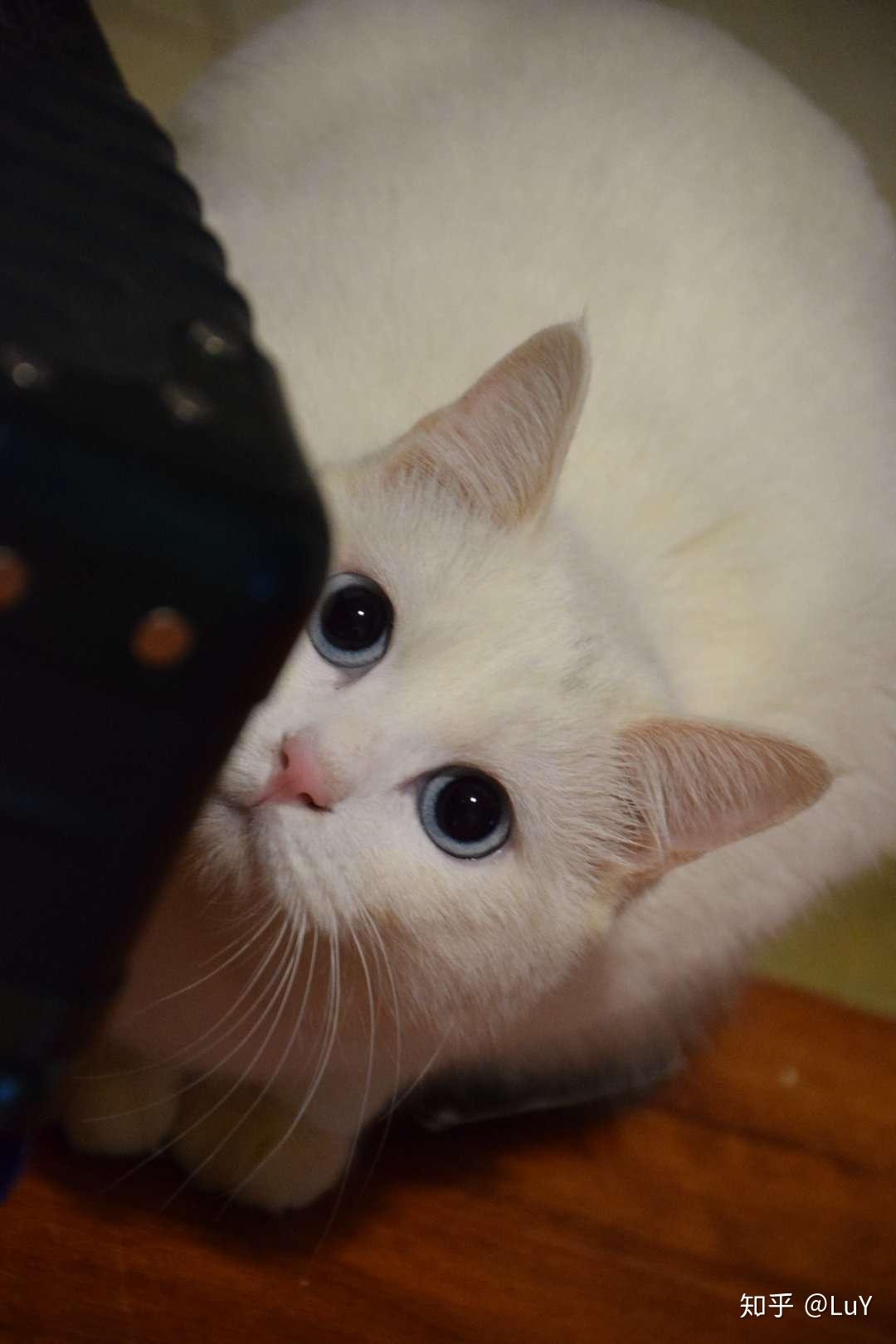 刚出生没多久的小奶猫怎么养?