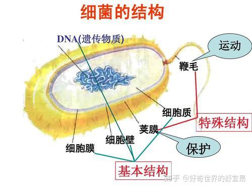 古菌：生物可能起源于此，又或是第三种生物体！ - 知乎