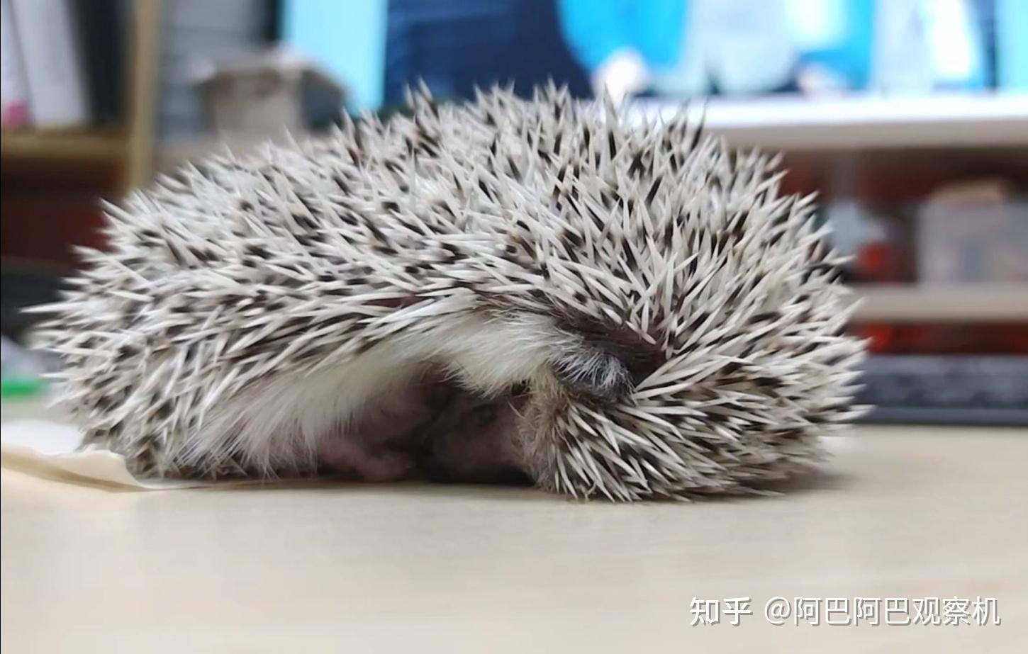 清华大学宿舍楼下出现「宰杀刺猬展泡沫箱」,被本校动物保护协会送去