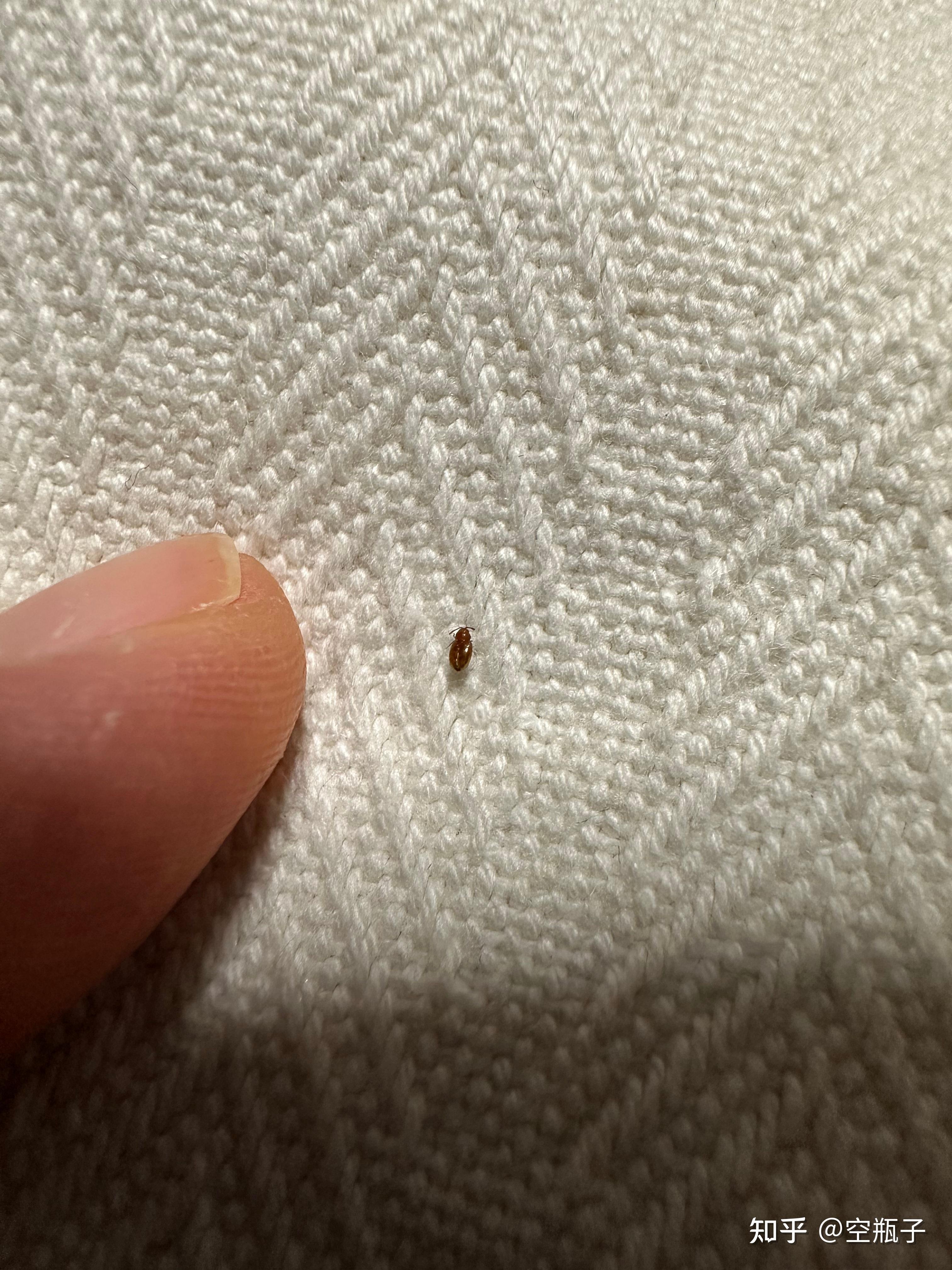 求助，床上这种小虫子是什么 - 知乎