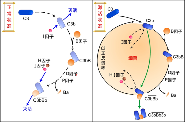 生物分析 | 生物标志物——补体(Complement)检测的生物学意义及生物分析策略 - 知乎
