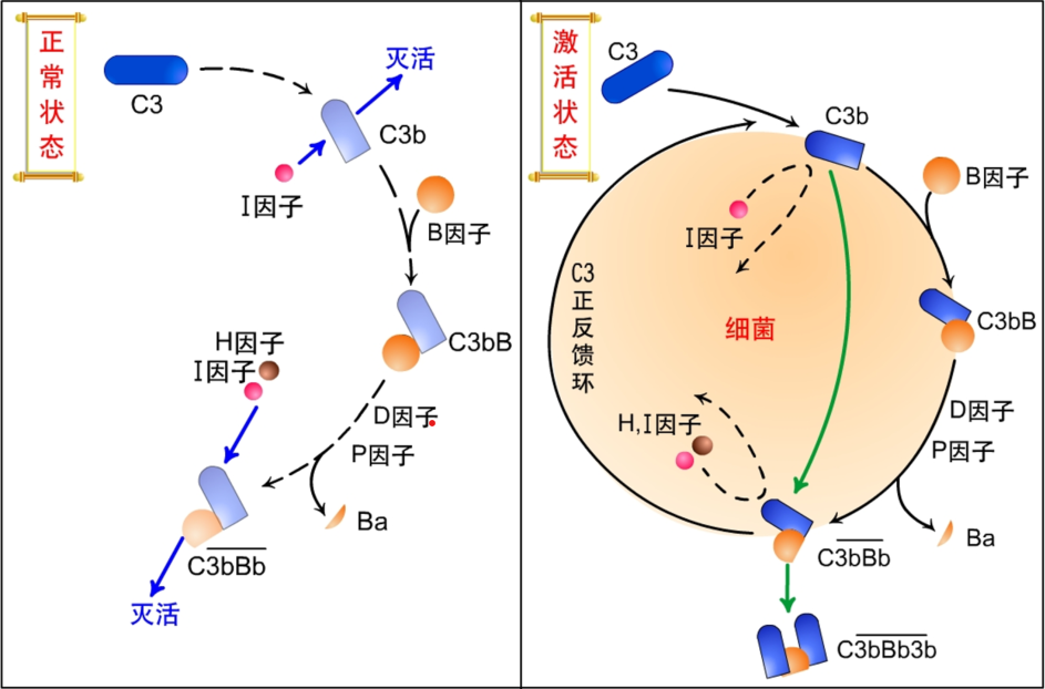 生物分析 | 生物标志物——补体(Complement)检测的生物学意义及生物分析策略 - 知乎