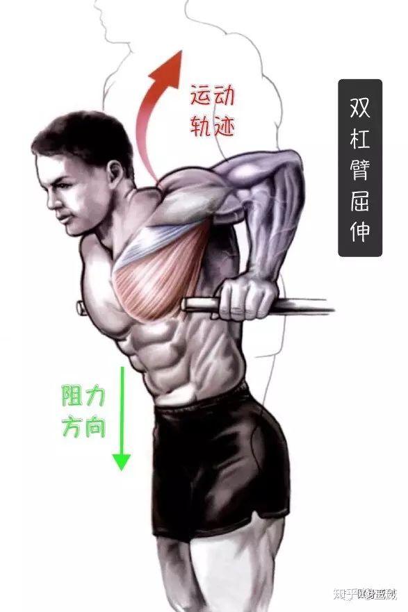 胸大肌锻炼方法图片