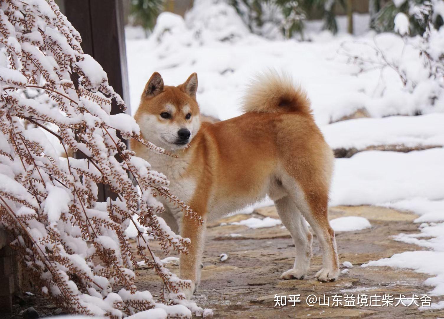 不同颜色的柴犬性格上有什么差别? 