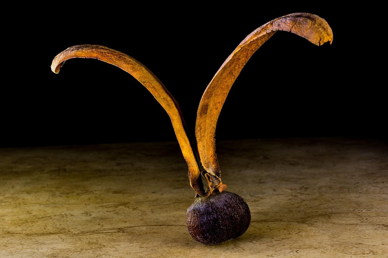 如何让小叶紫檀发芽