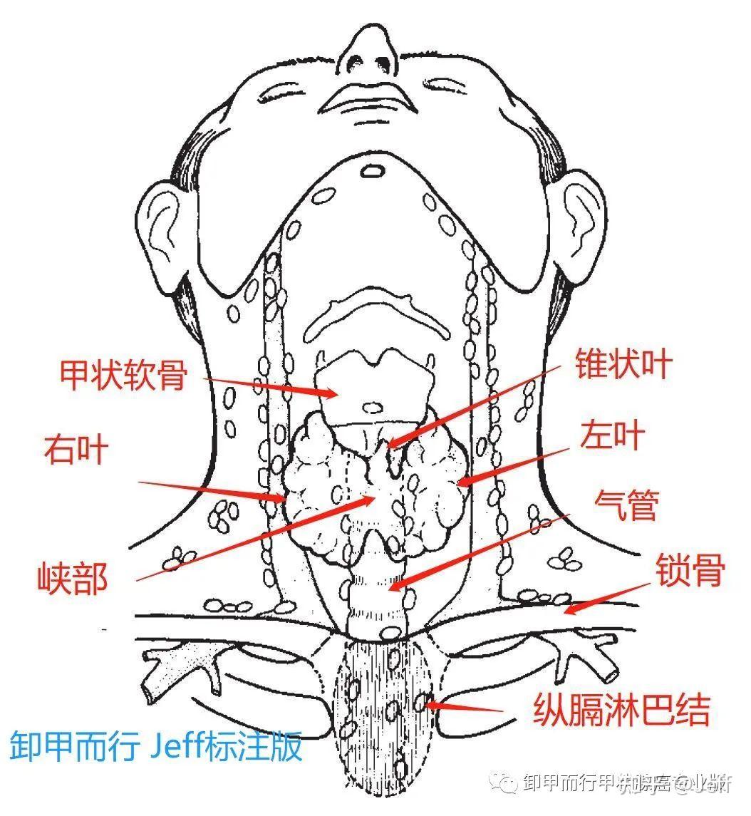 甲状腺峡部位置图图片