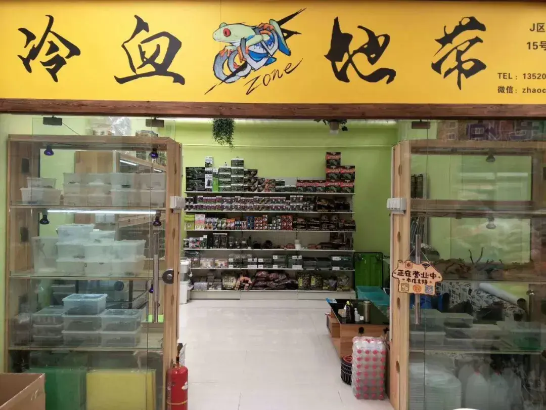 养蜘蛛到第5个年头,这种带毛的爬虫,陈的屋子里已经有200多只了.