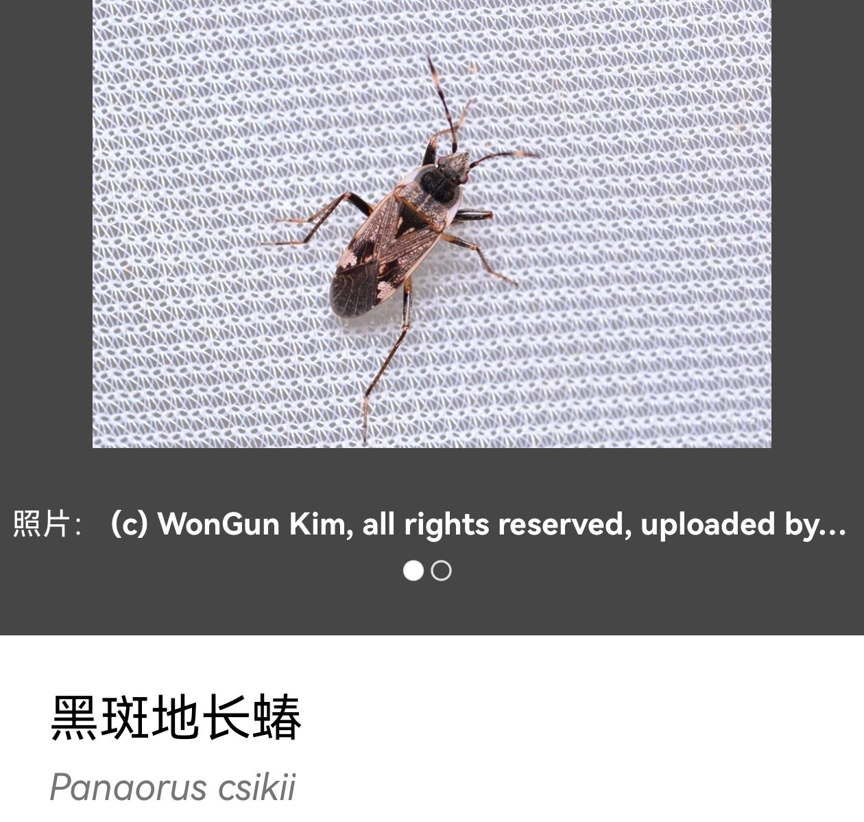 这个黑灰色身体长条形的虫子是什么虫?