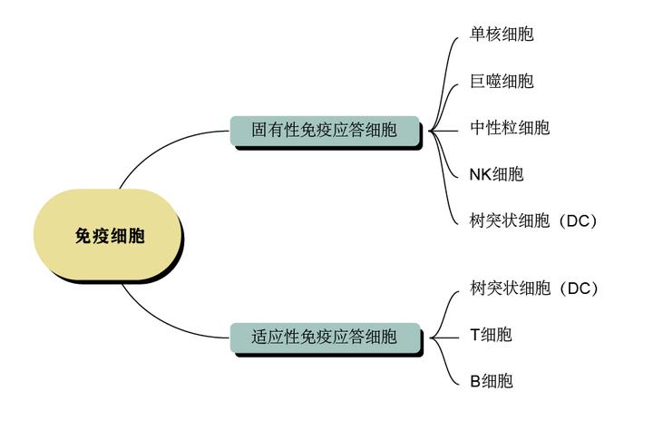 免疫细胞分类及其细胞表面标志物的介绍