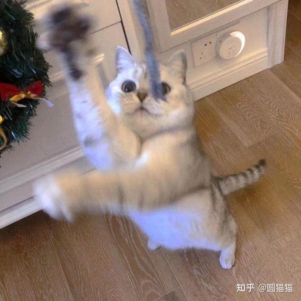 养猫应该准备哪些猫玩具呢? - 知乎