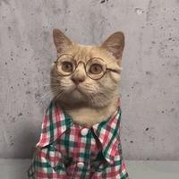 戴眼镜的猫