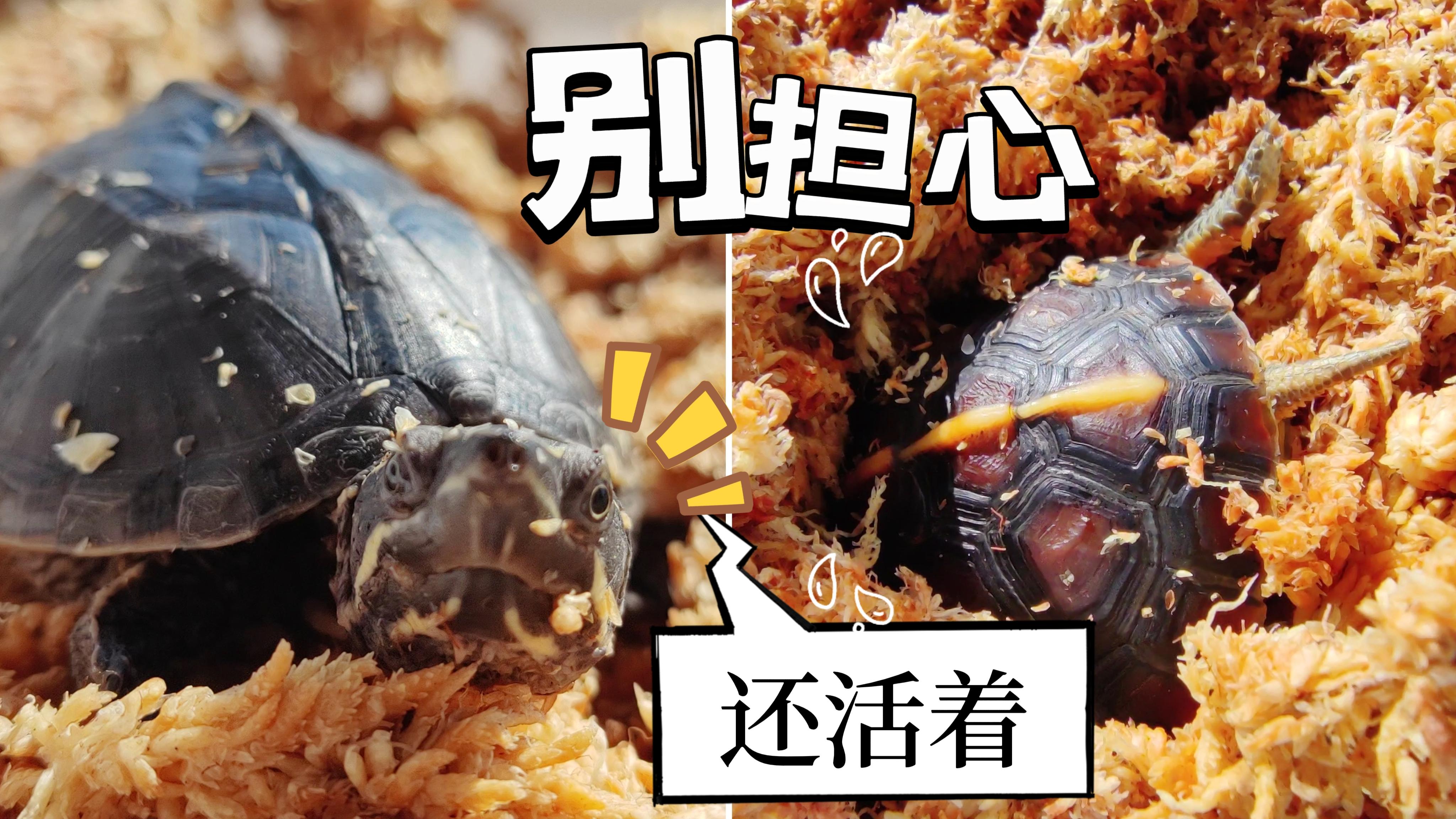 乌龟为什么冬眠图画大全百科在线