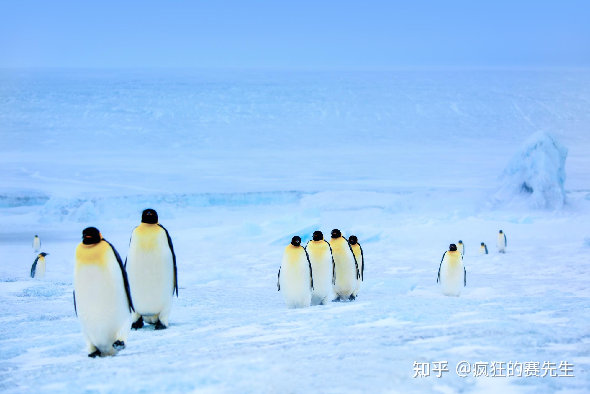 南极这么冷也不会穿鞋企鹅的脚为什么不会被冻伤