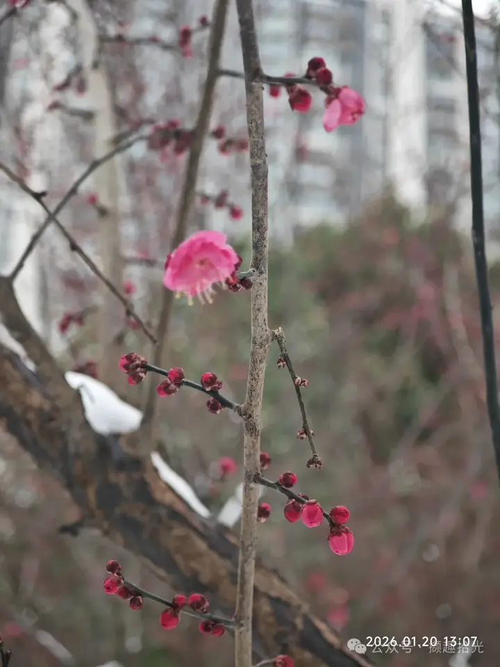 踏雪寻“梅” - 知乎