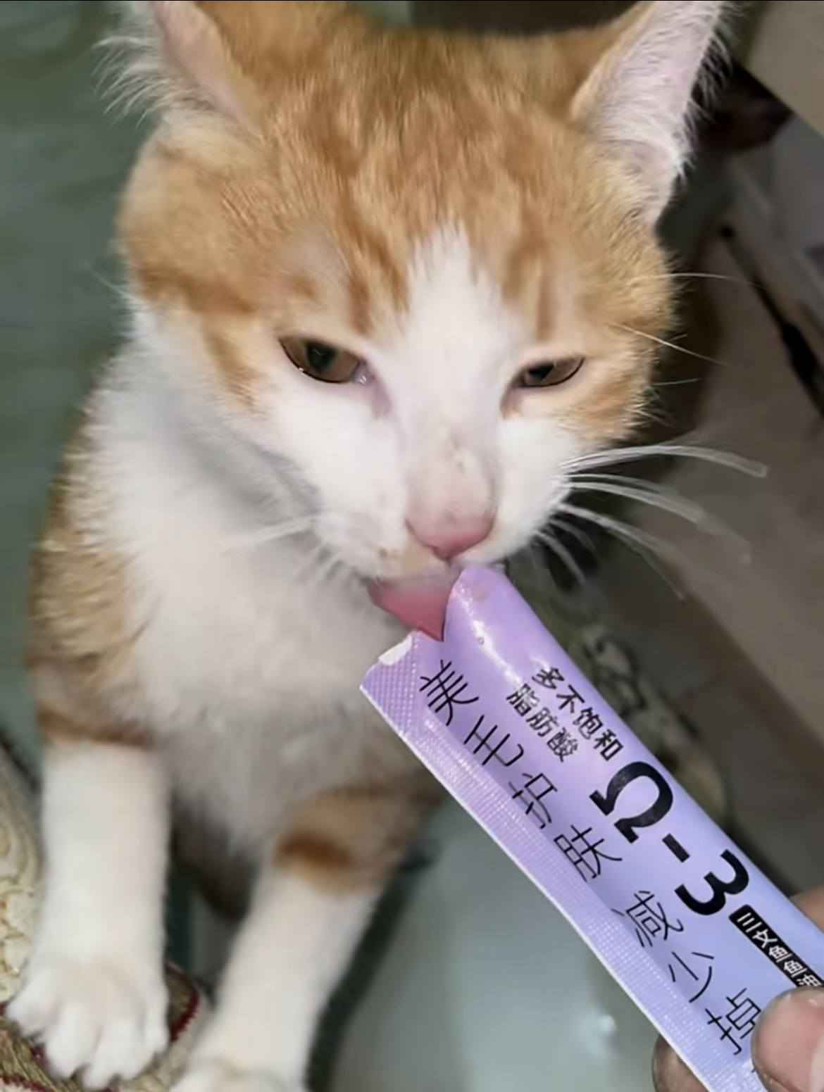 中加得猫条怎么样？是毒猫条吗？ - 知乎